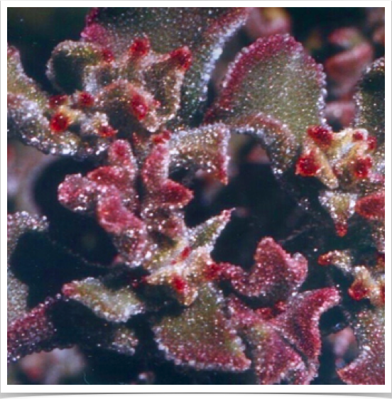 Salt tolerant Ice plant (Mesembryanthemum crystallinum). Succulent with glistening bladder cells - sparkle like ice crystals.

